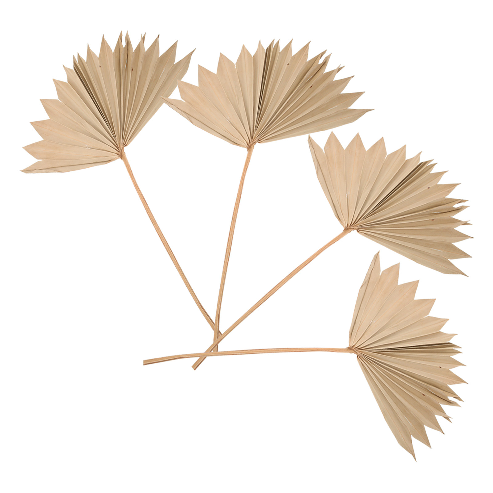 Palm Leaf Dried - 4개 세트의 건조된 야자수 잎 장식,