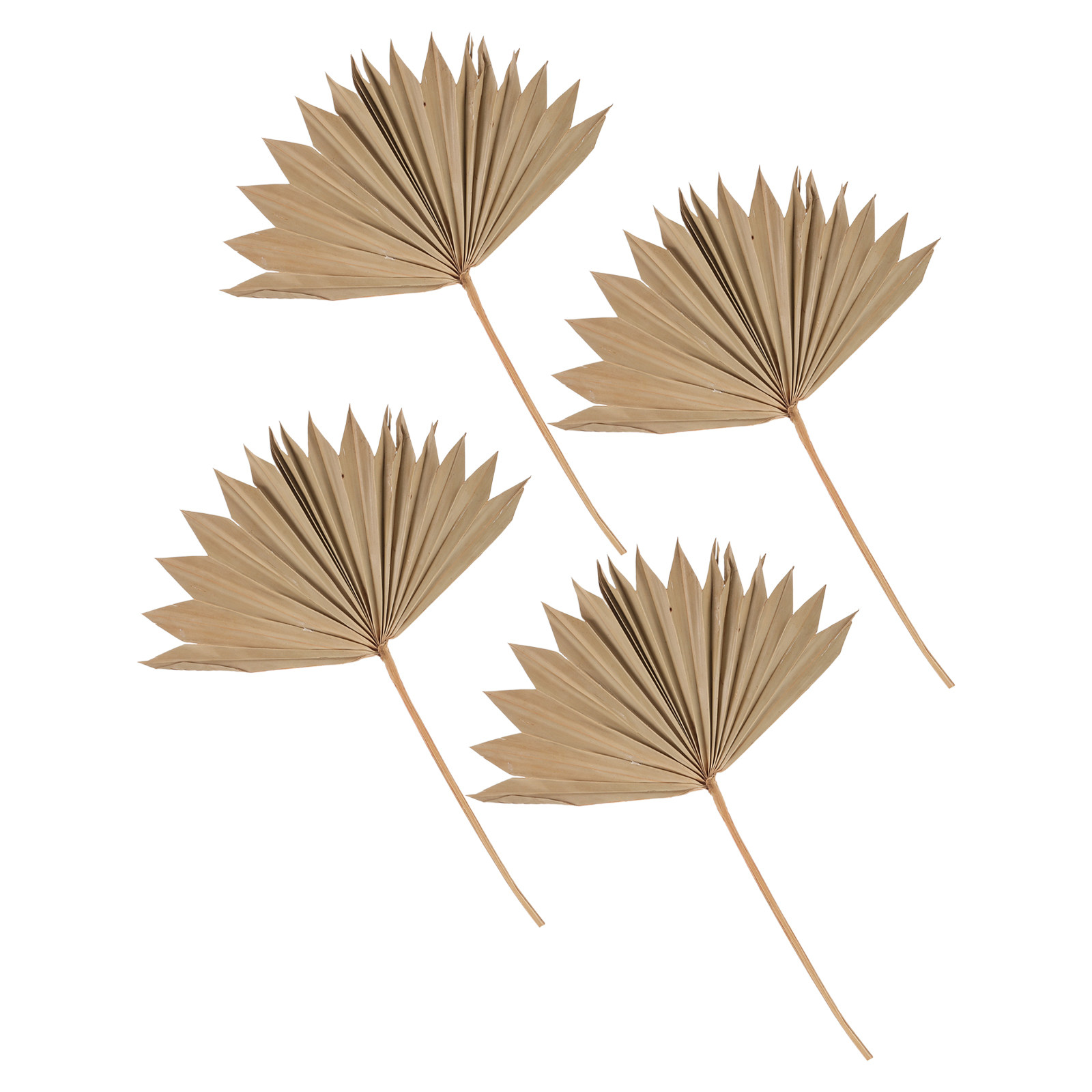Palm Leaf Dried - 4Pcs 말린 야자수 잎 장식 자연스러운