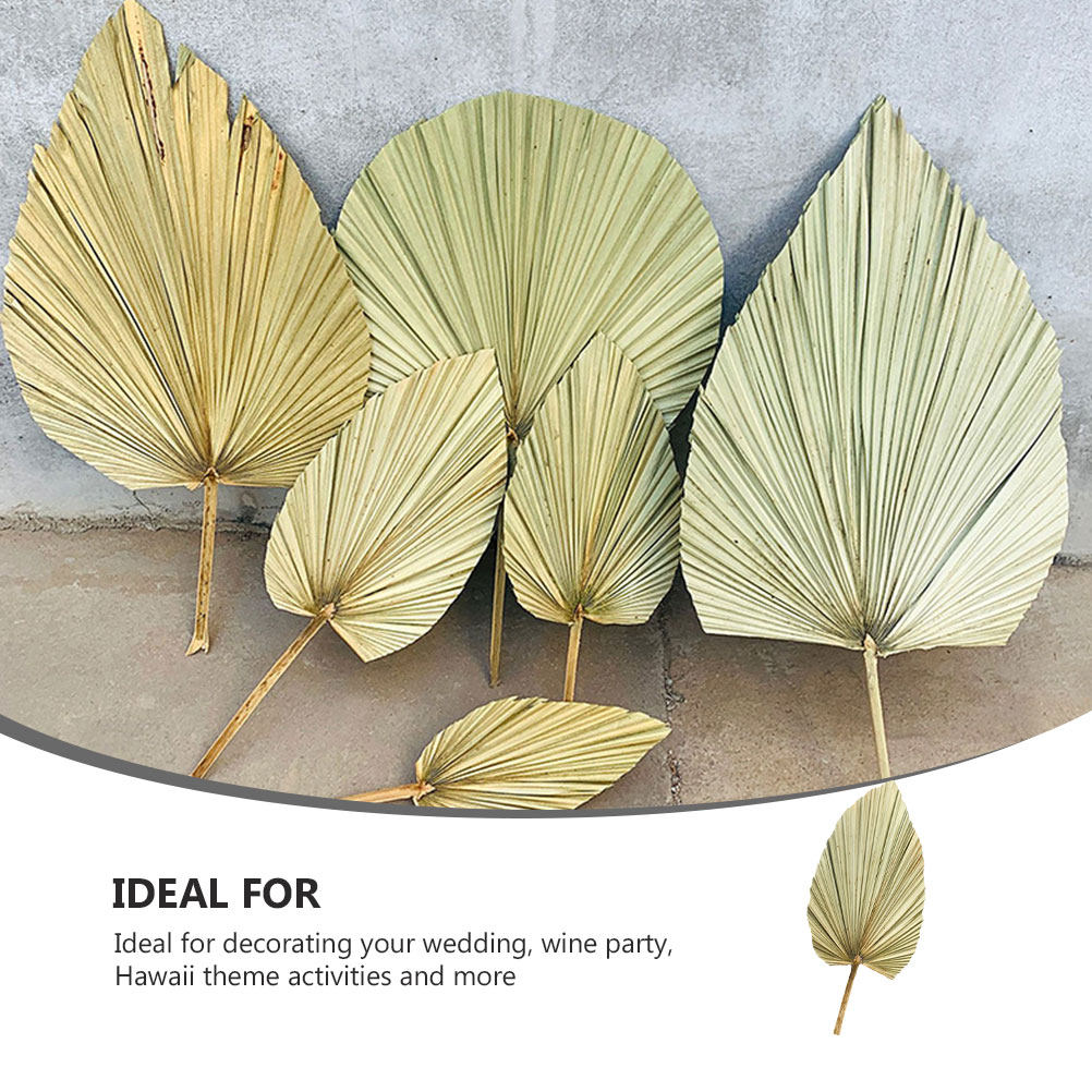 1개입, 생생한 색상의 야자수 잎 장식, 자연 건조된  - Palm Leaf Dried 리뷰 및 가격