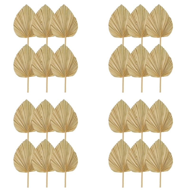 【크리스마스】24개 건조 야자나무 잎 천연 건조 야자나 - Palm Leaf Dried 리뷰 및 가격