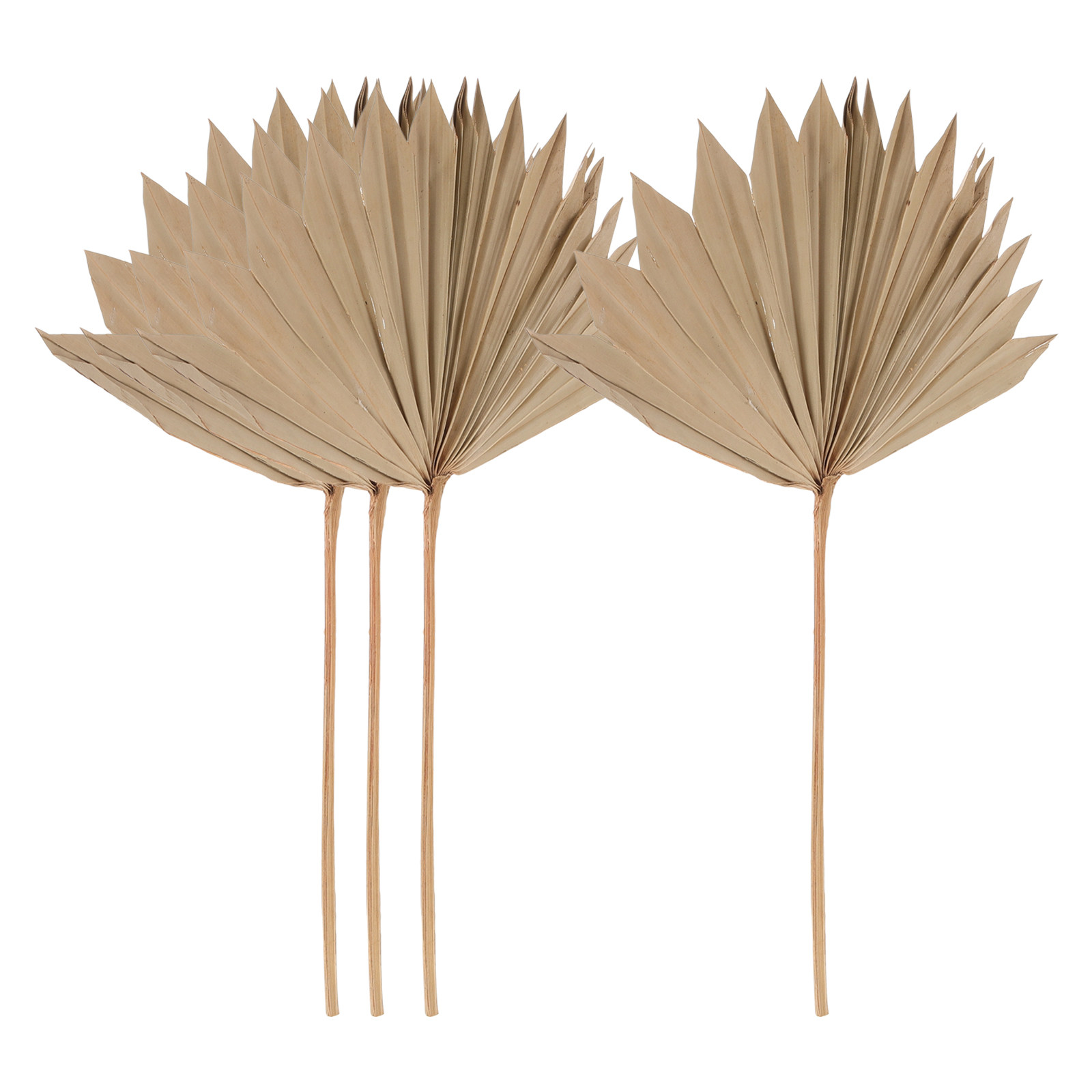 4Pcs 말린 야자수 잎 장식 자연스러운 편안한 분위기 - Palm Leaf Dried 리뷰 및 가격