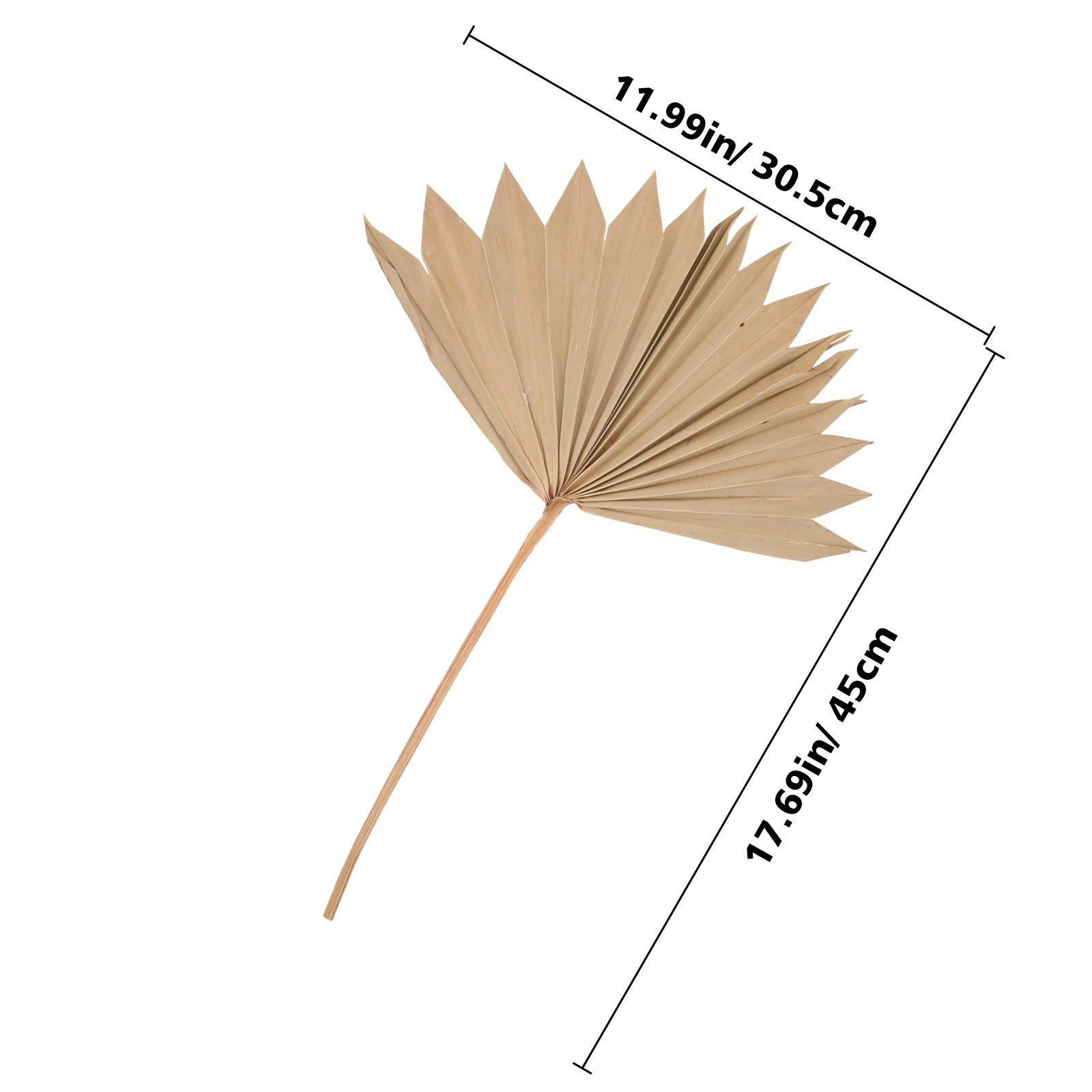4Pcs 말린 야자수 잎 장식 자연스러운 편안한 분위기 - Palm Leaf Dried 리뷰 및 가격